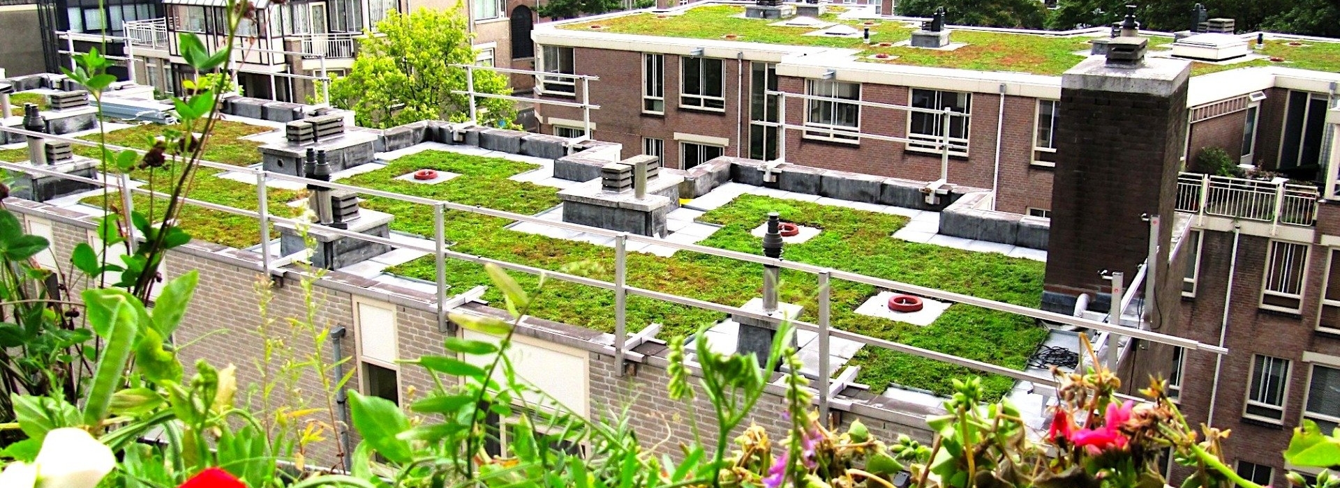 groen-dak-amsterdam.jpg